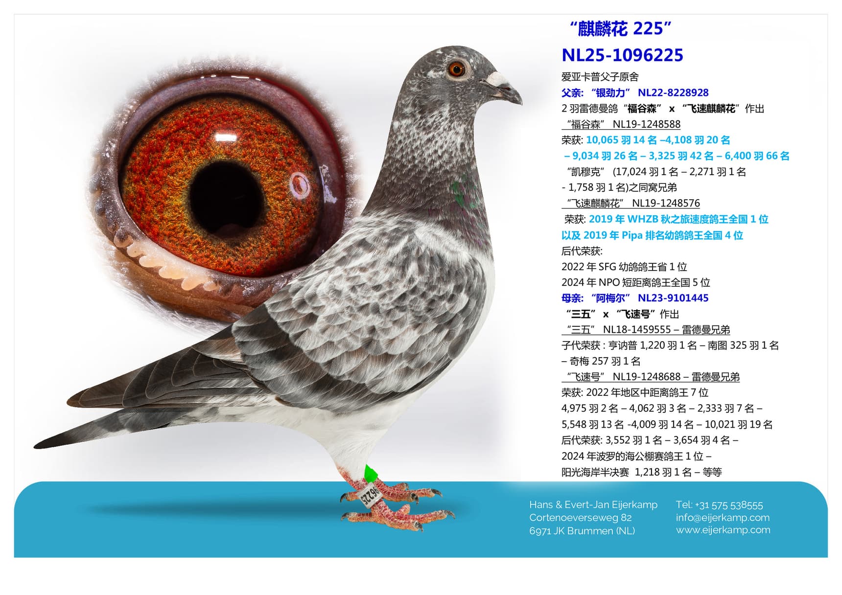 pigeon: “麒麟花 225”
