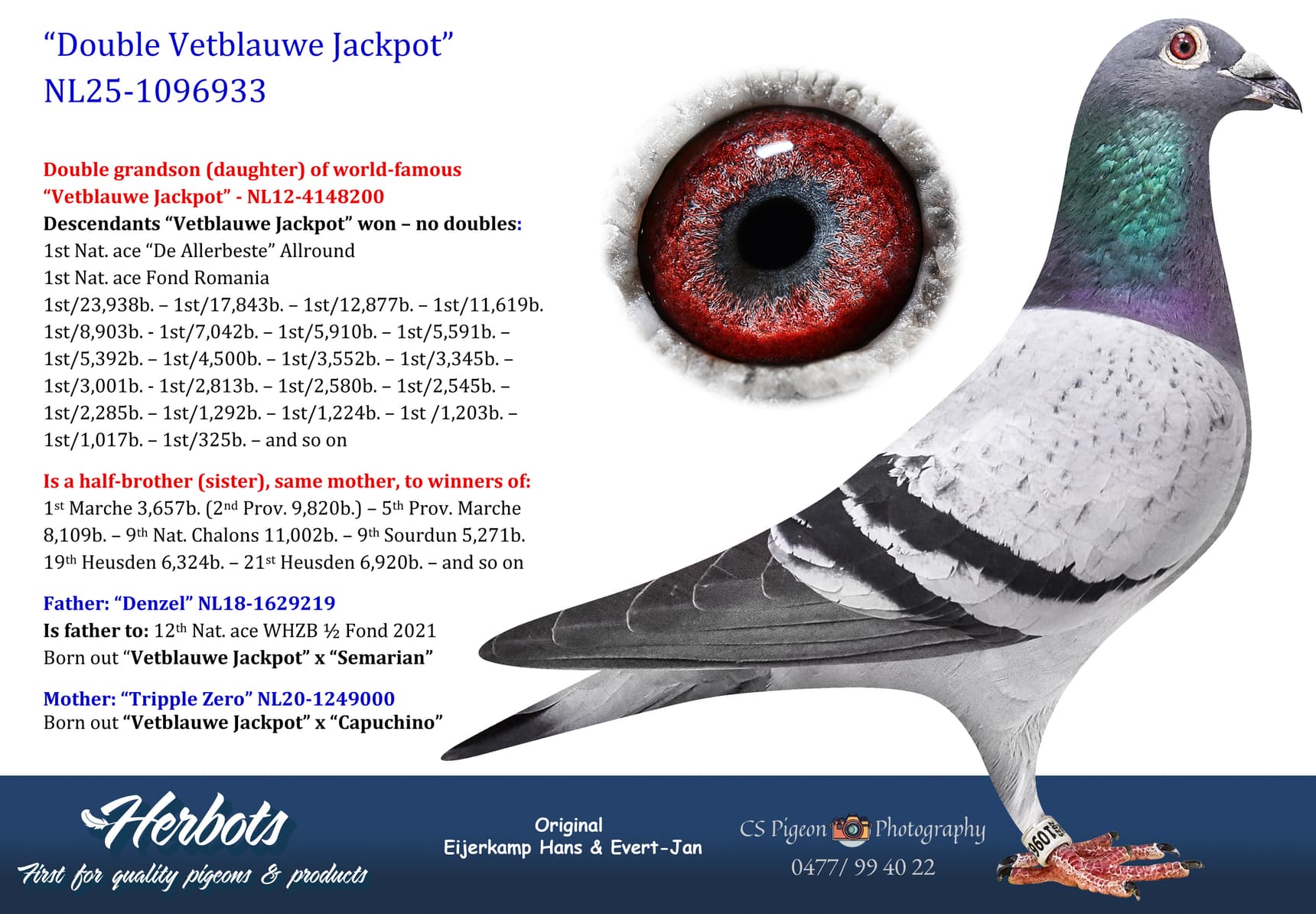 pigeon: undefined