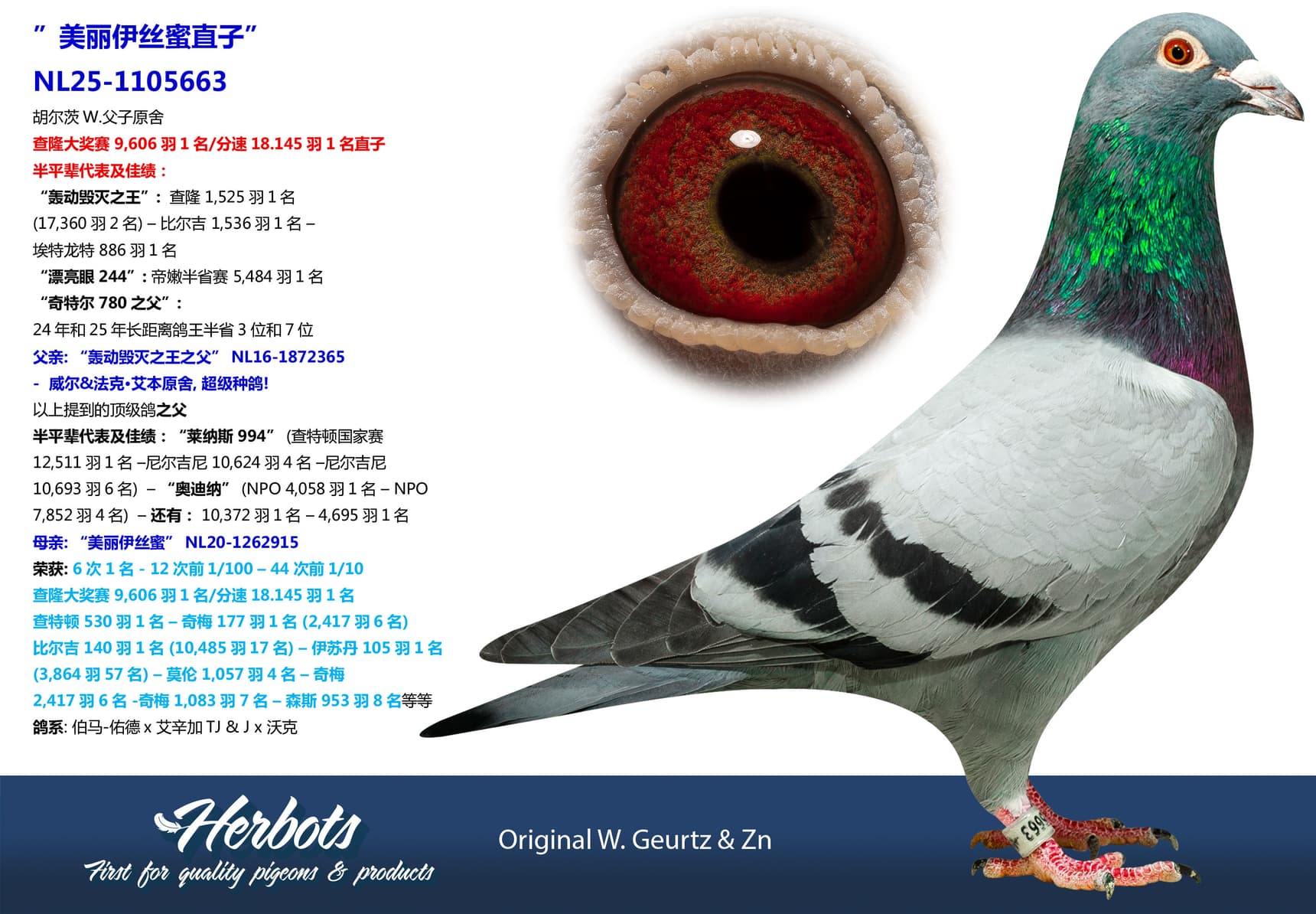 pigeon: undefined