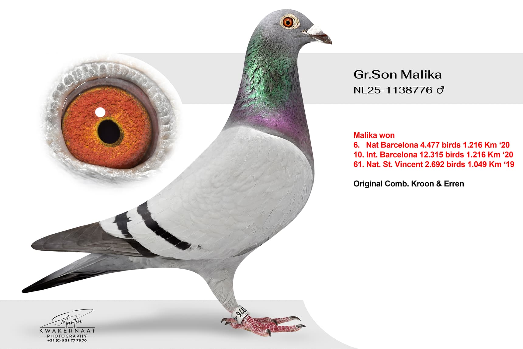‘Grandson Malika 776’