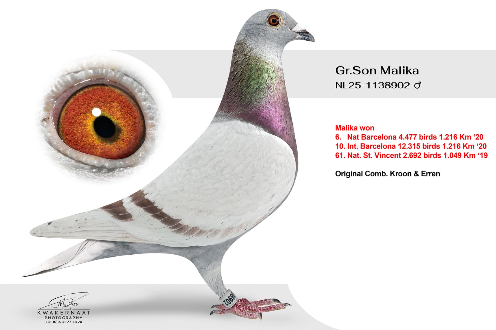 ‘Gr.Son Malika’