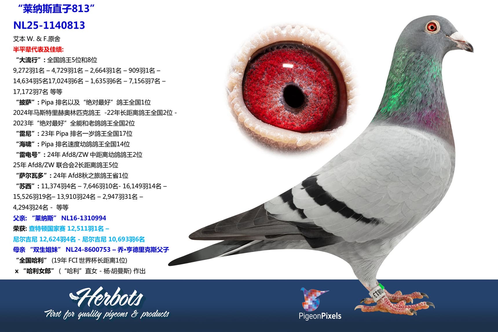 pigeon: undefined