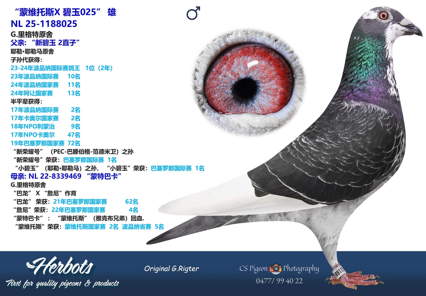 pigeon: undefined