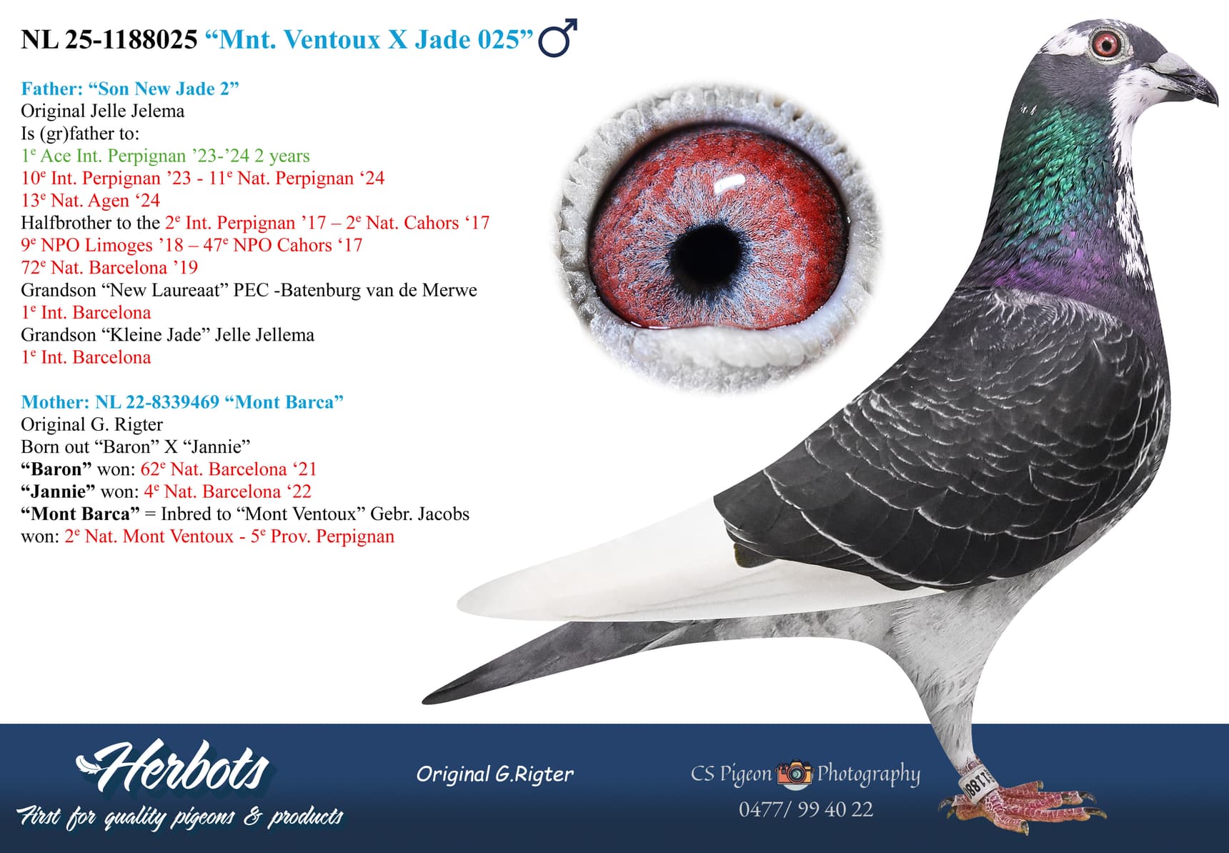 pigeon: undefined