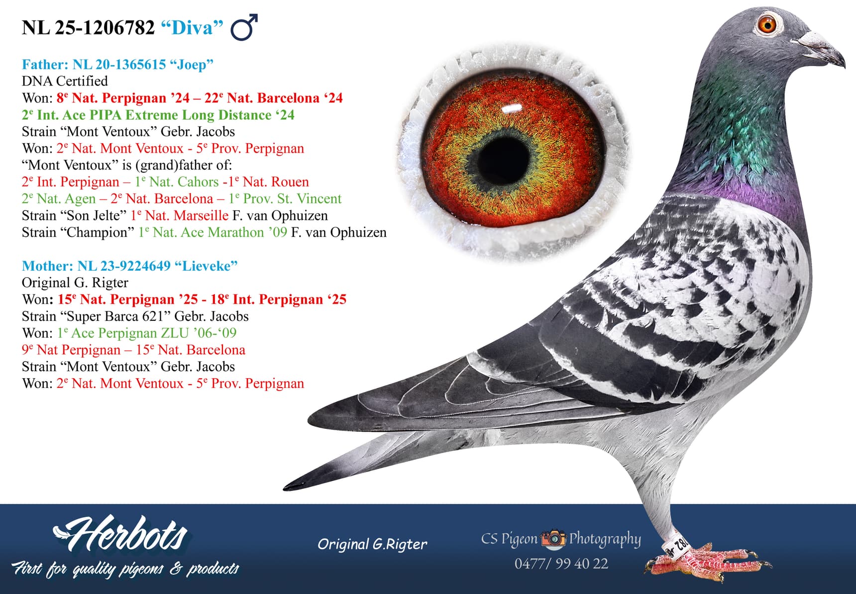 pigeon: undefined