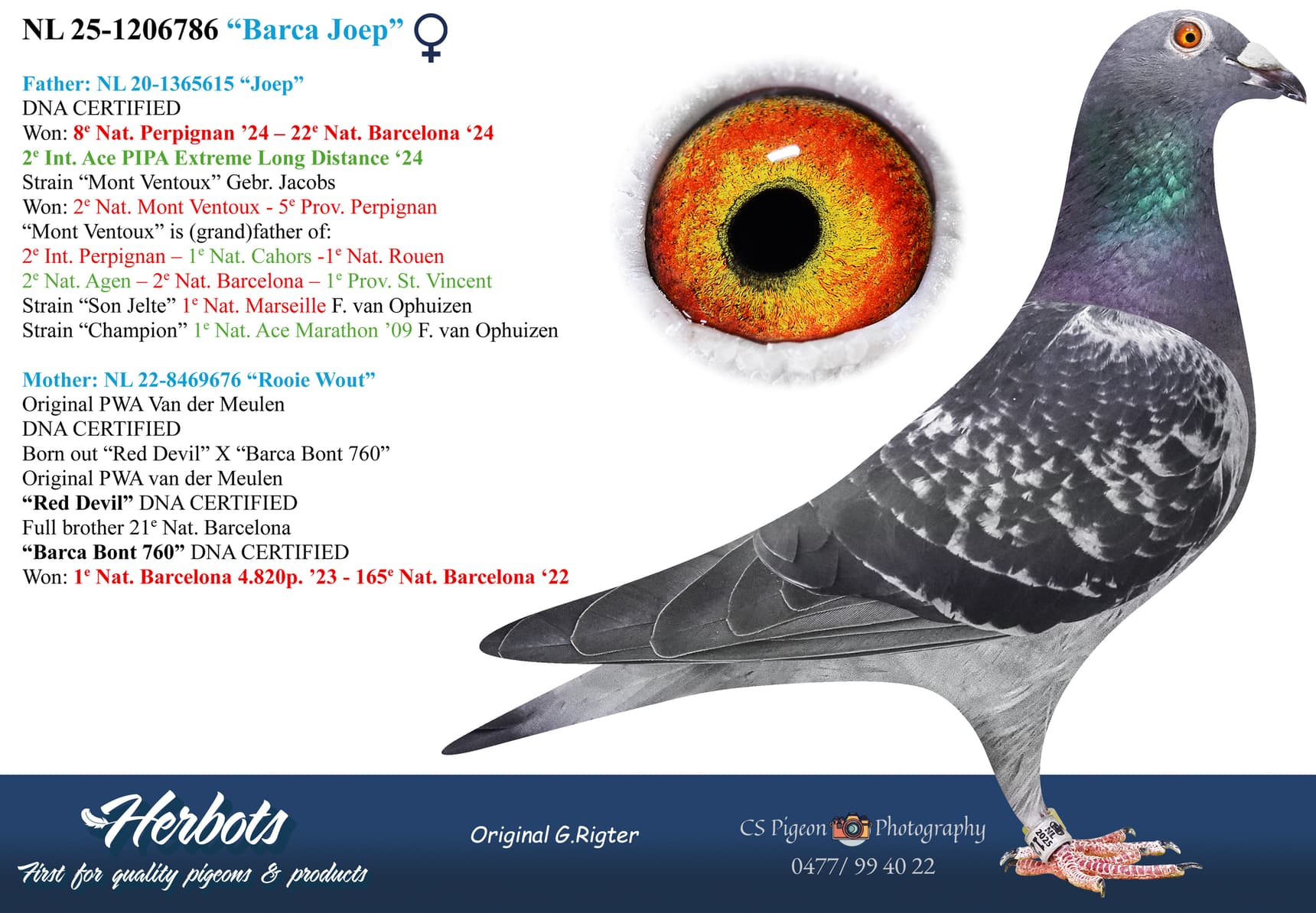 pigeon: undefined