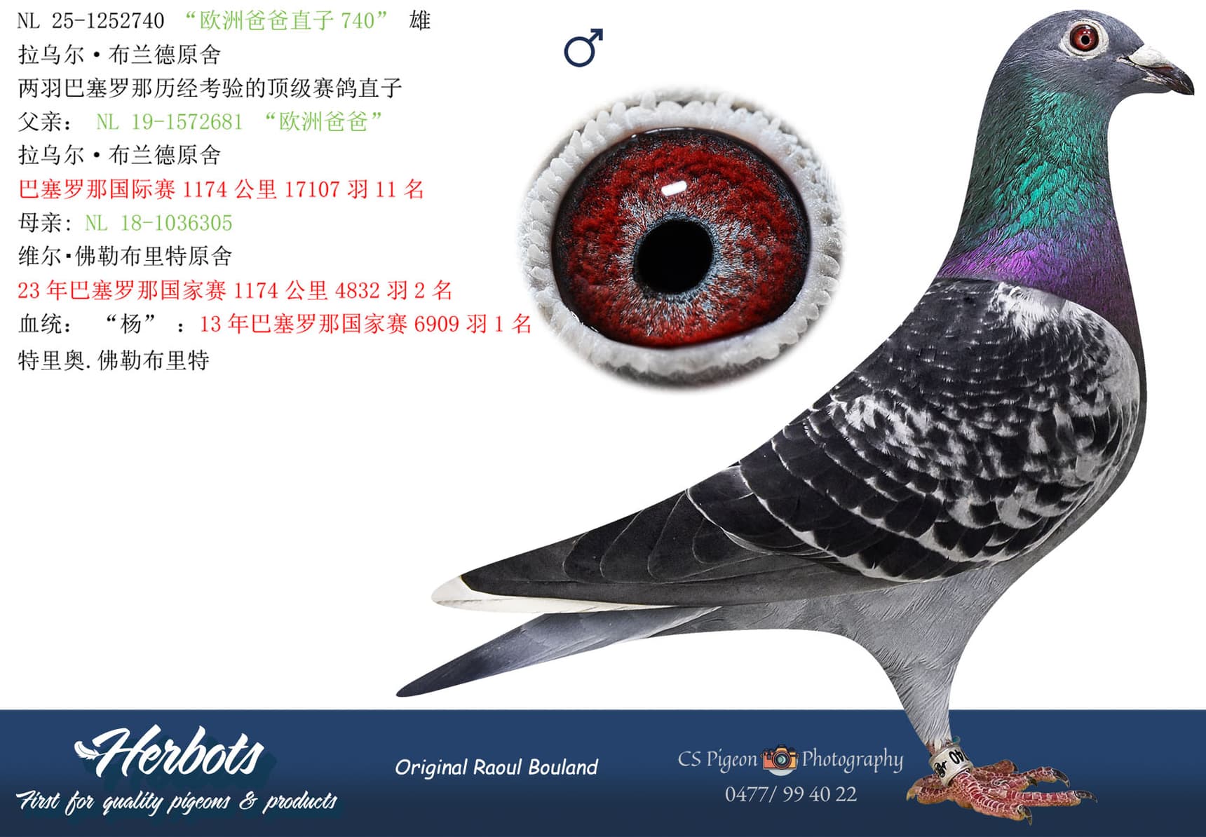 pigeon: undefined