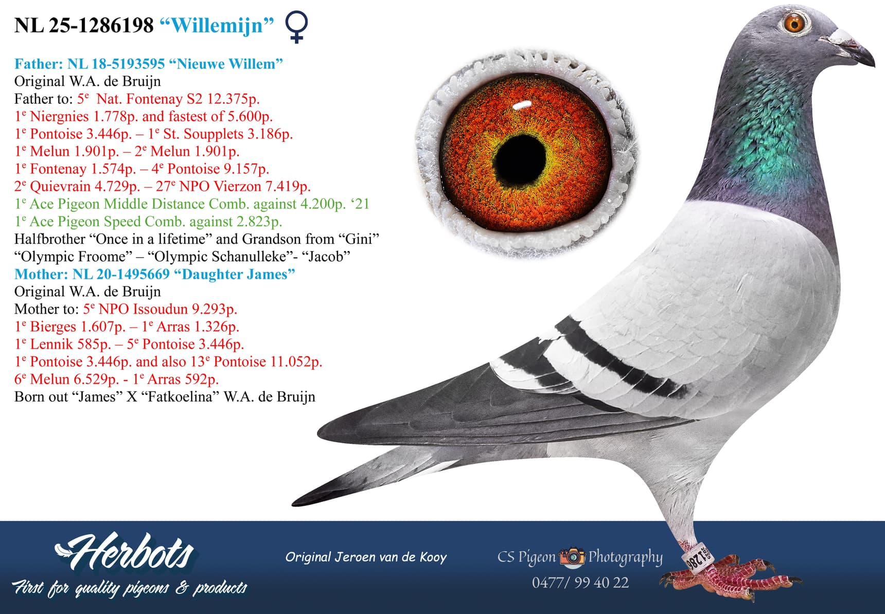 pigeon: undefined