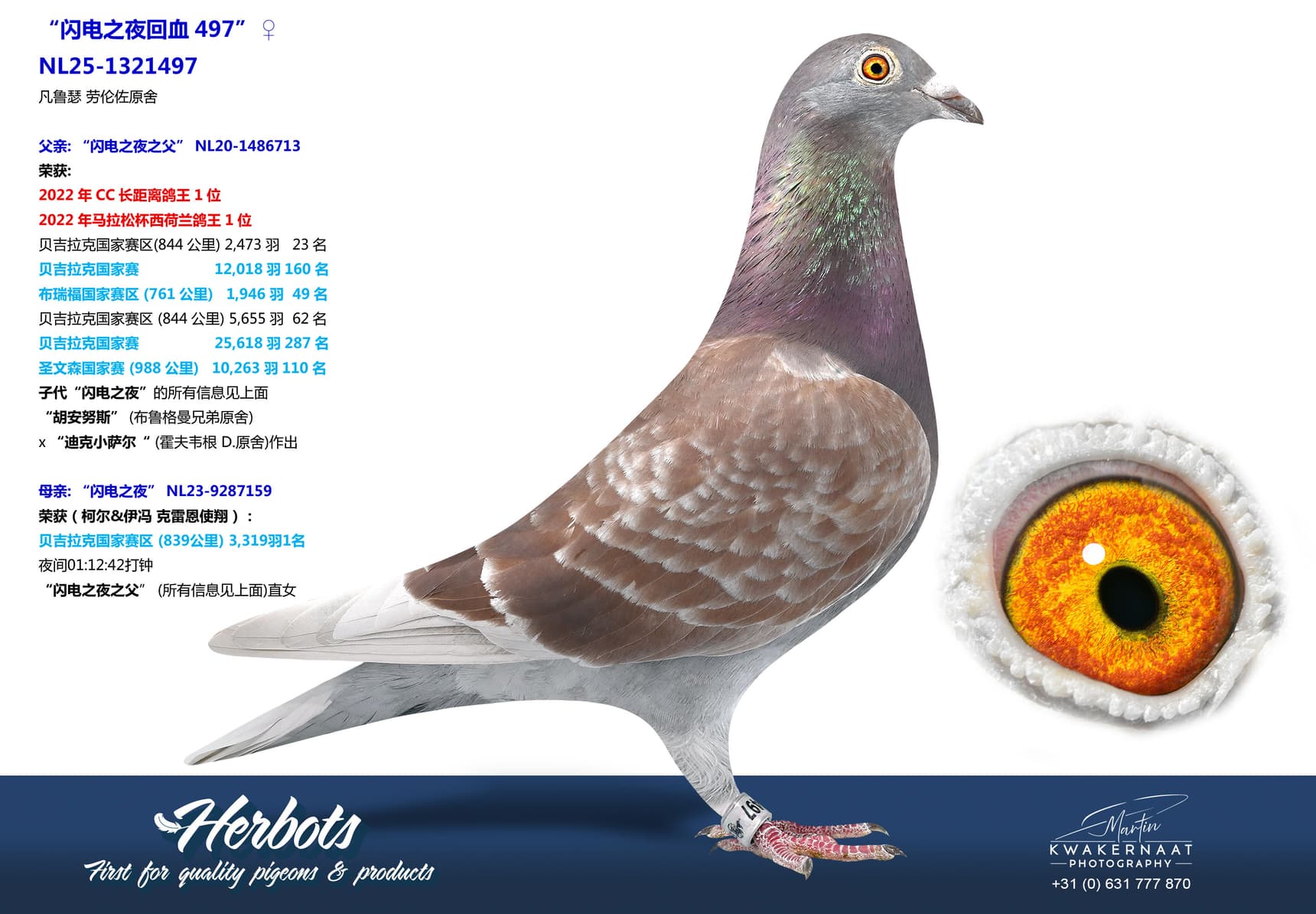 pigeon: undefined