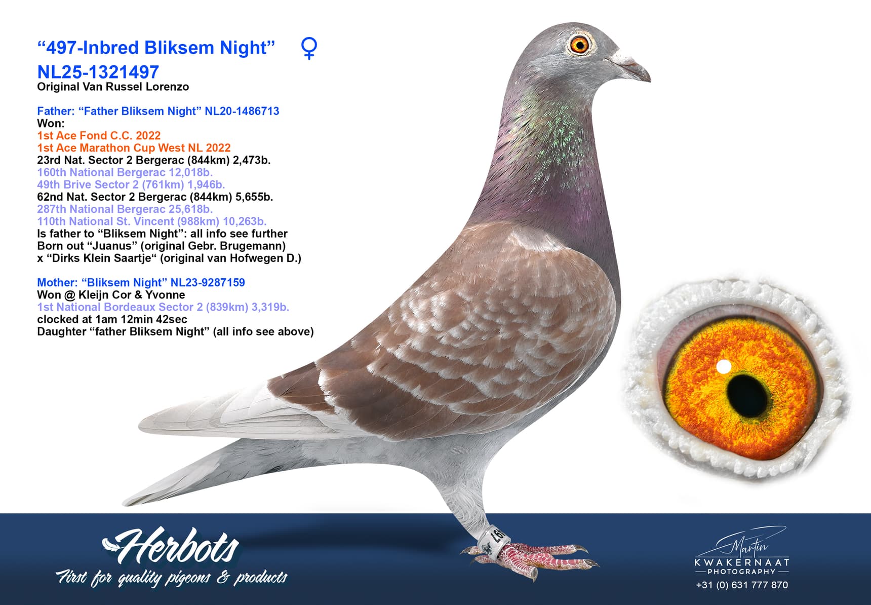 pigeon: undefined