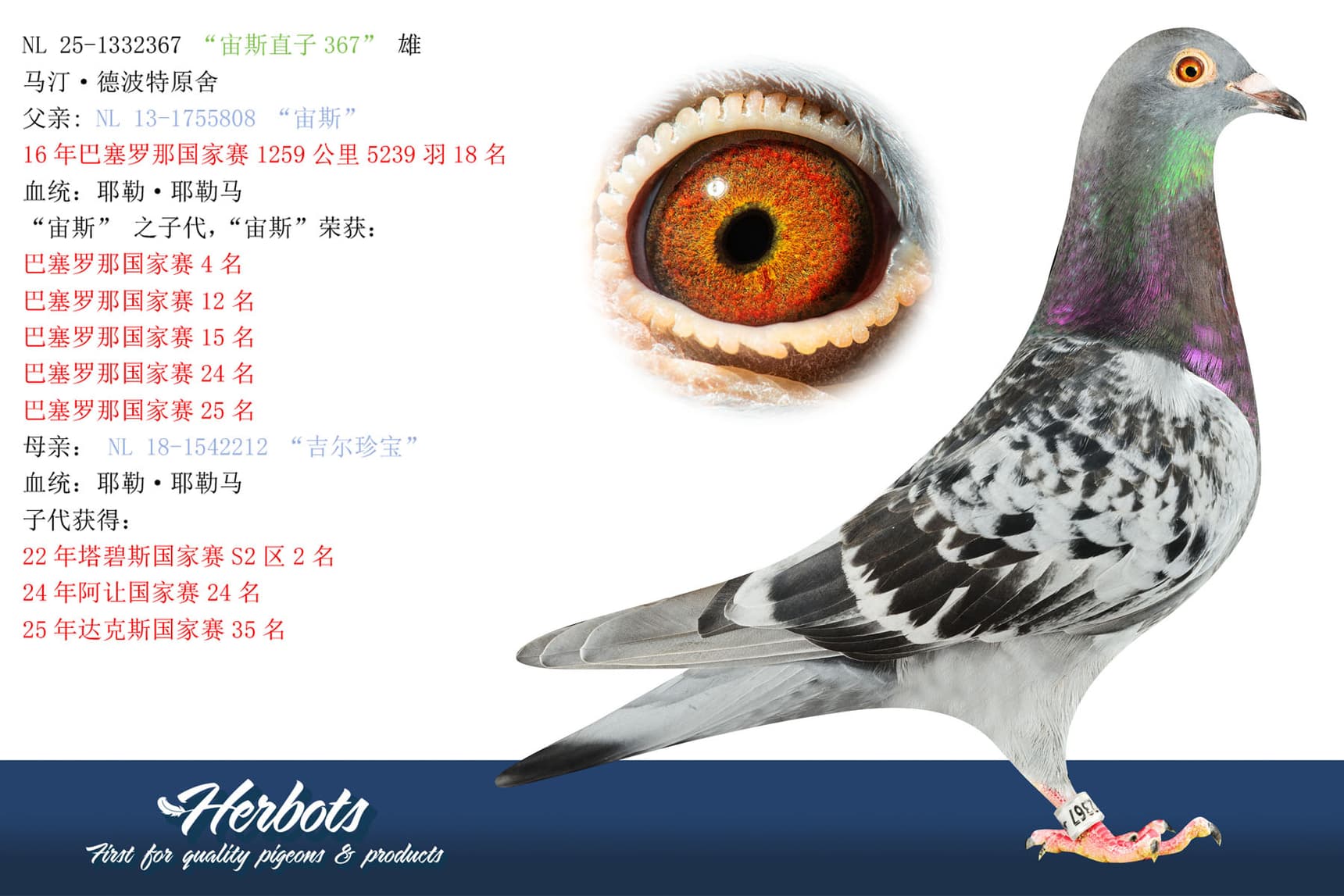 pigeon: undefined