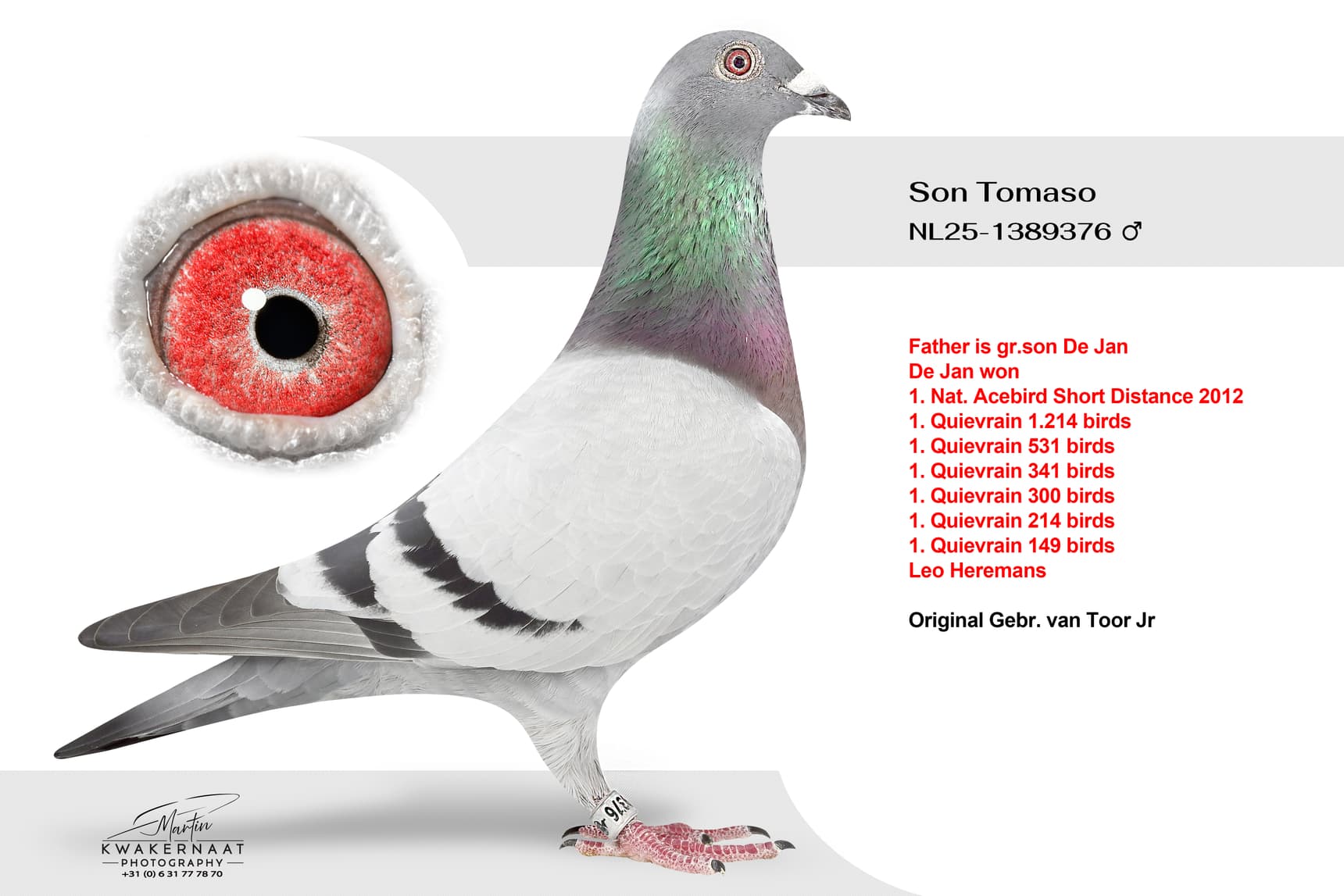 ‘Son Tomaso’