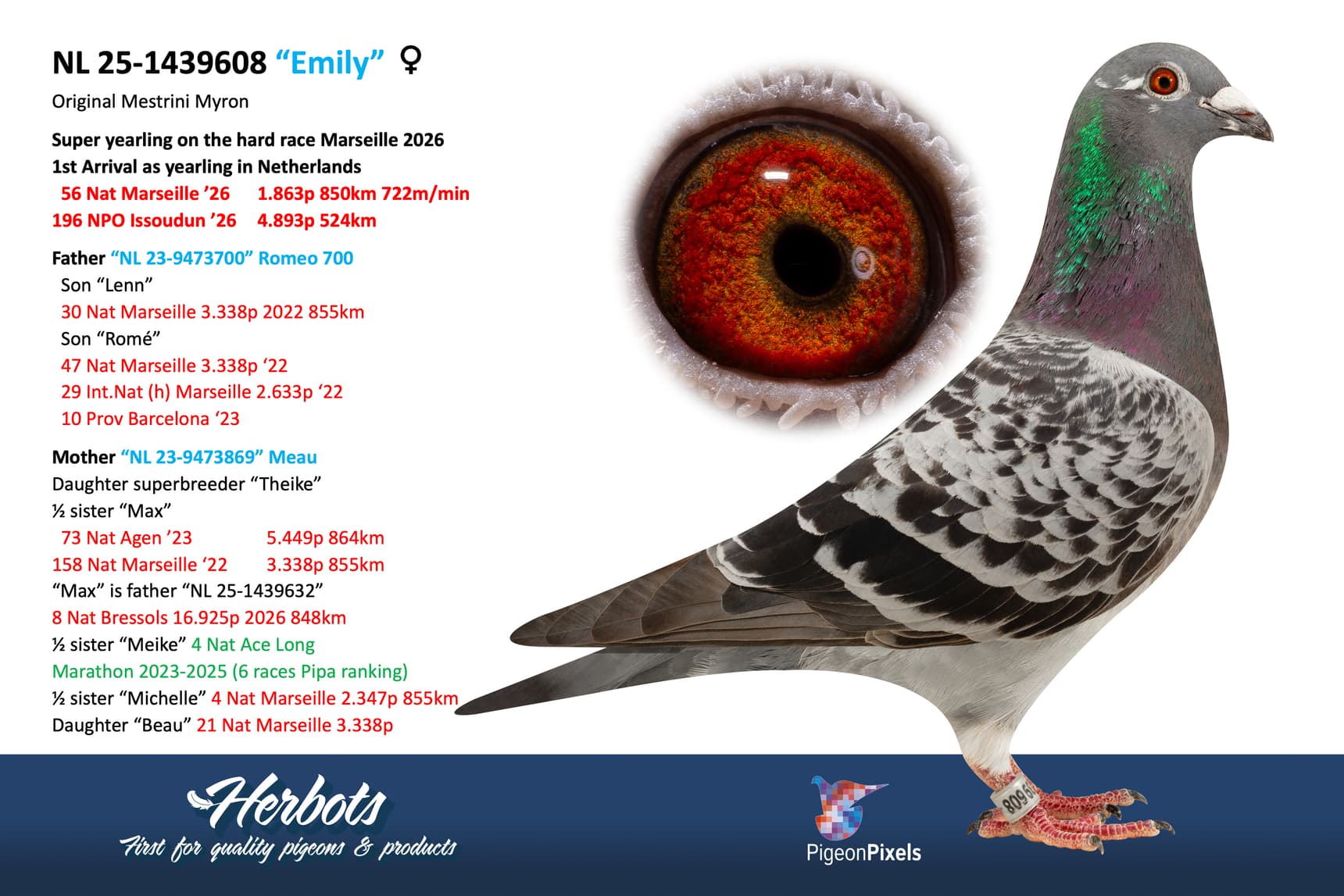 pigeon: undefined