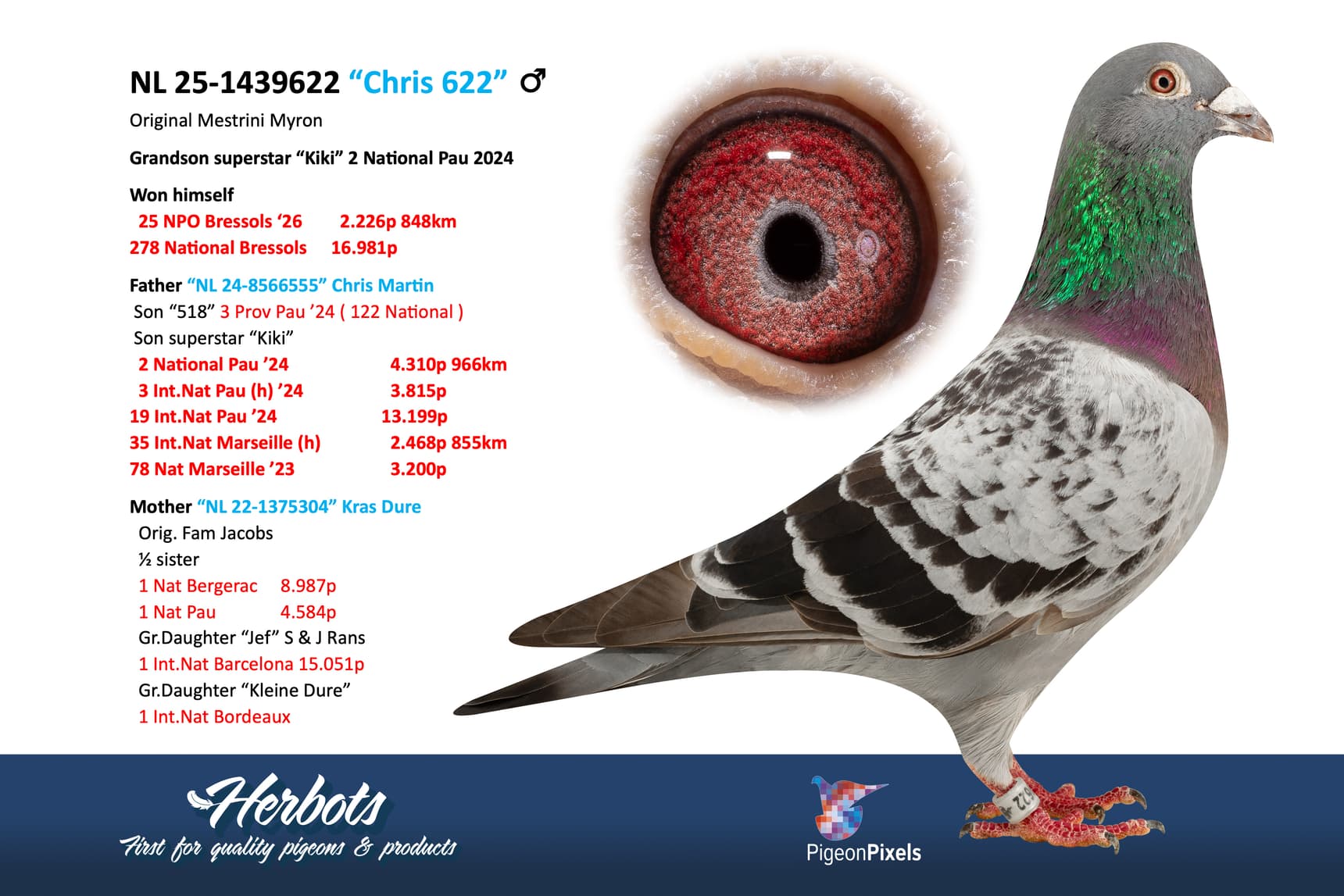pigeon: undefined