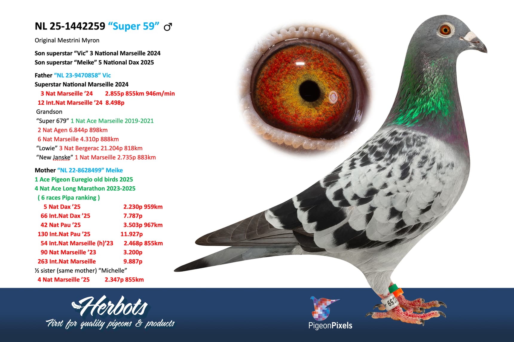 pigeon: undefined
