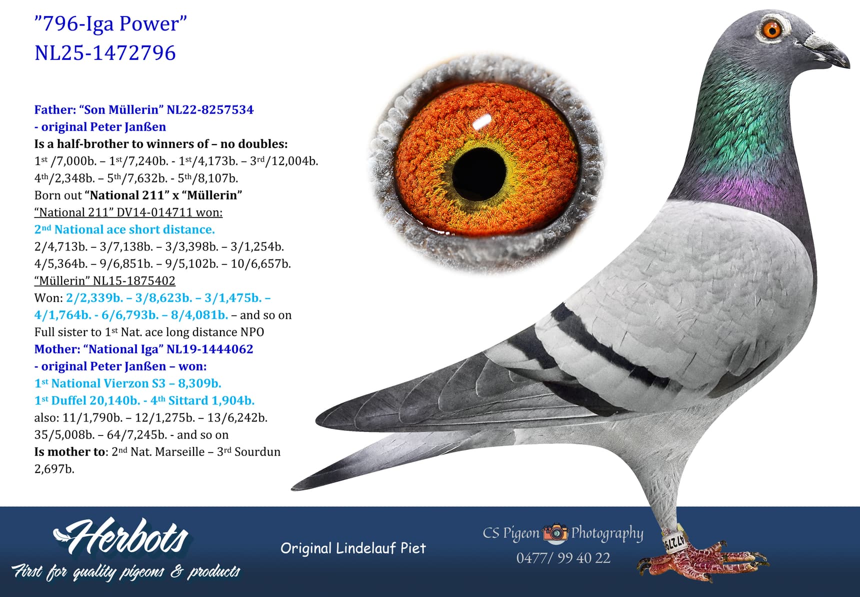 pigeon: undefined