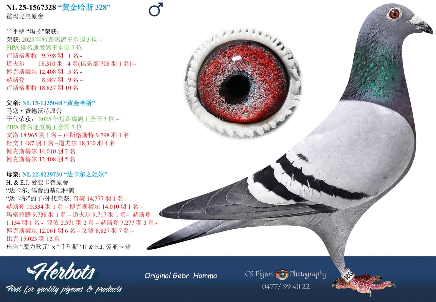 pigeon: undefined