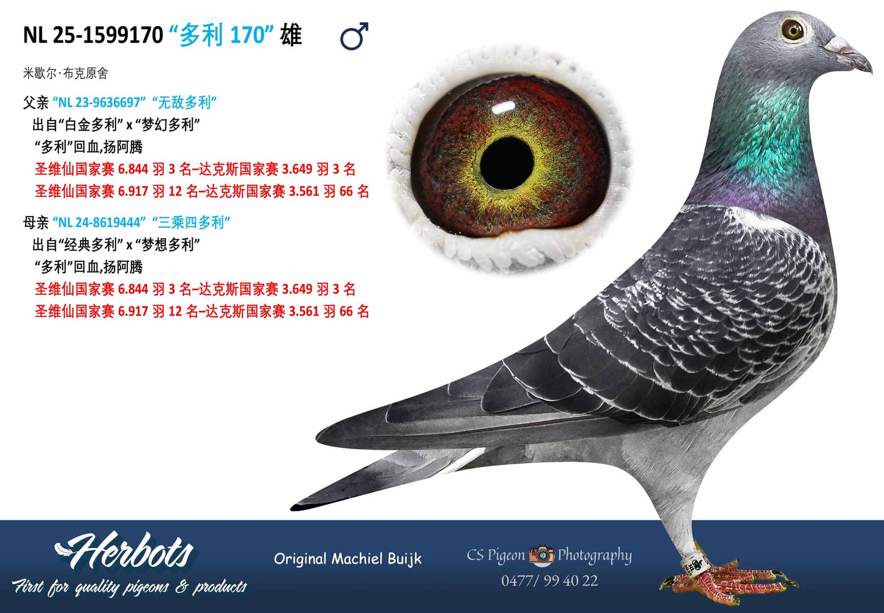 pigeon: undefined
