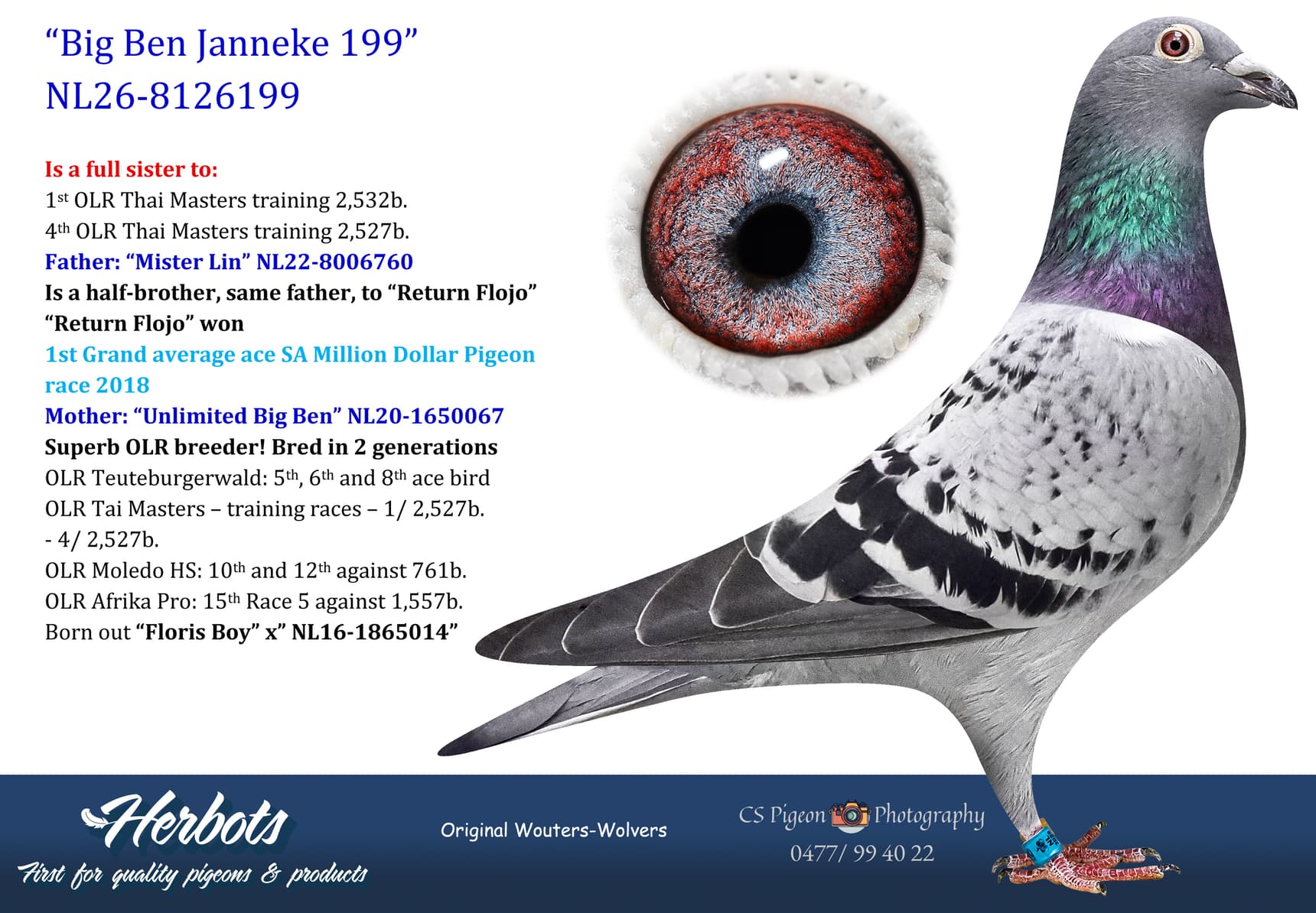 pigeon: undefined