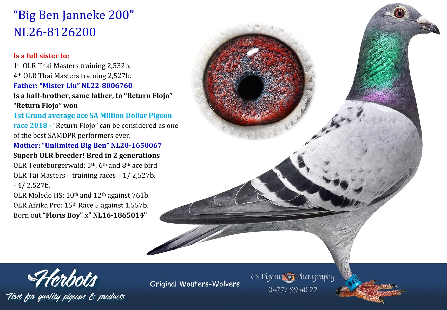 pigeon: undefined