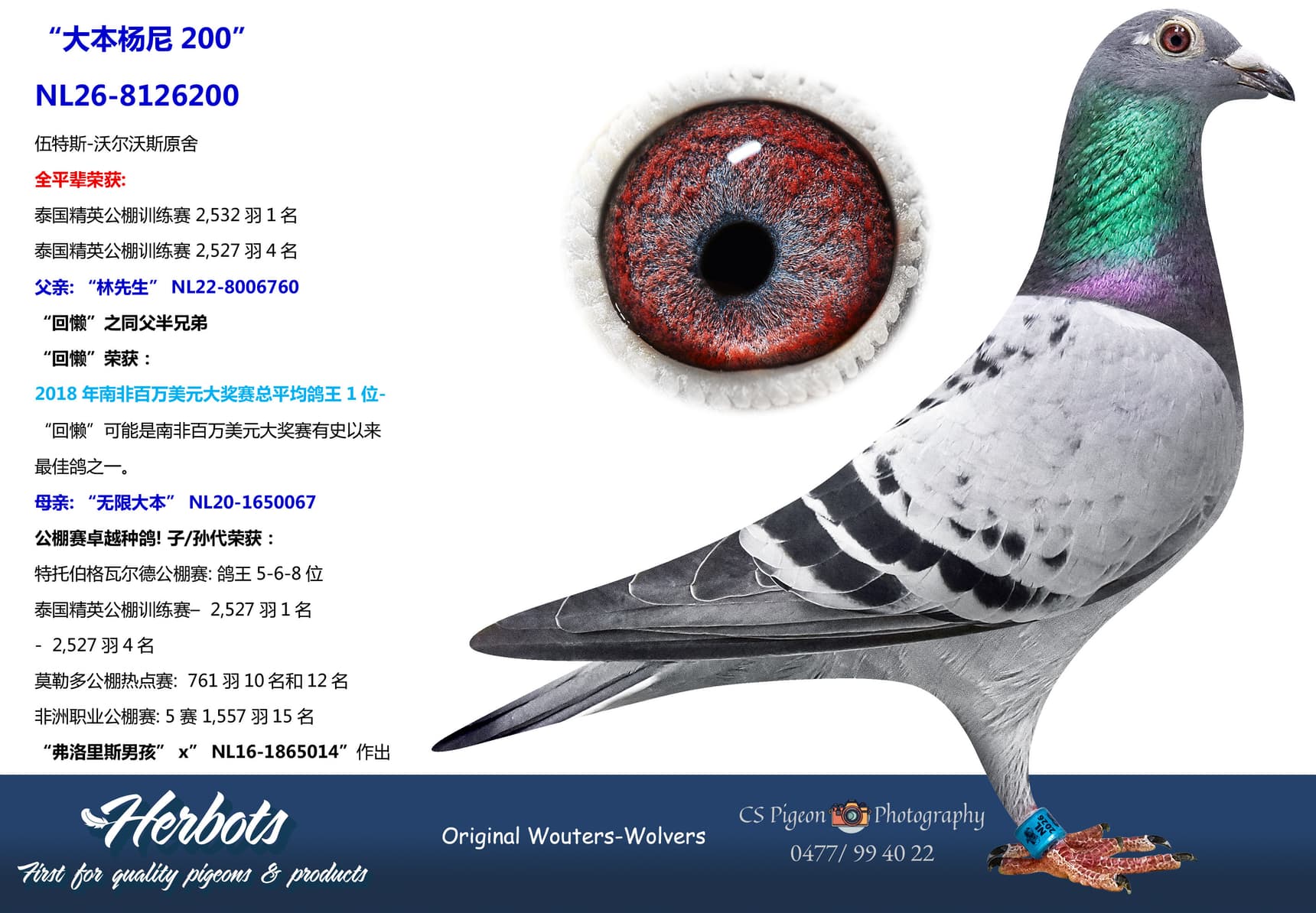 pigeon: undefined