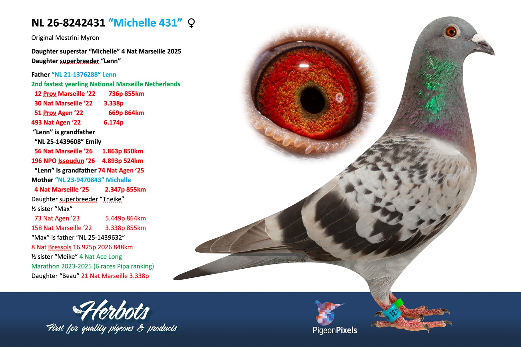 pigeon: undefined