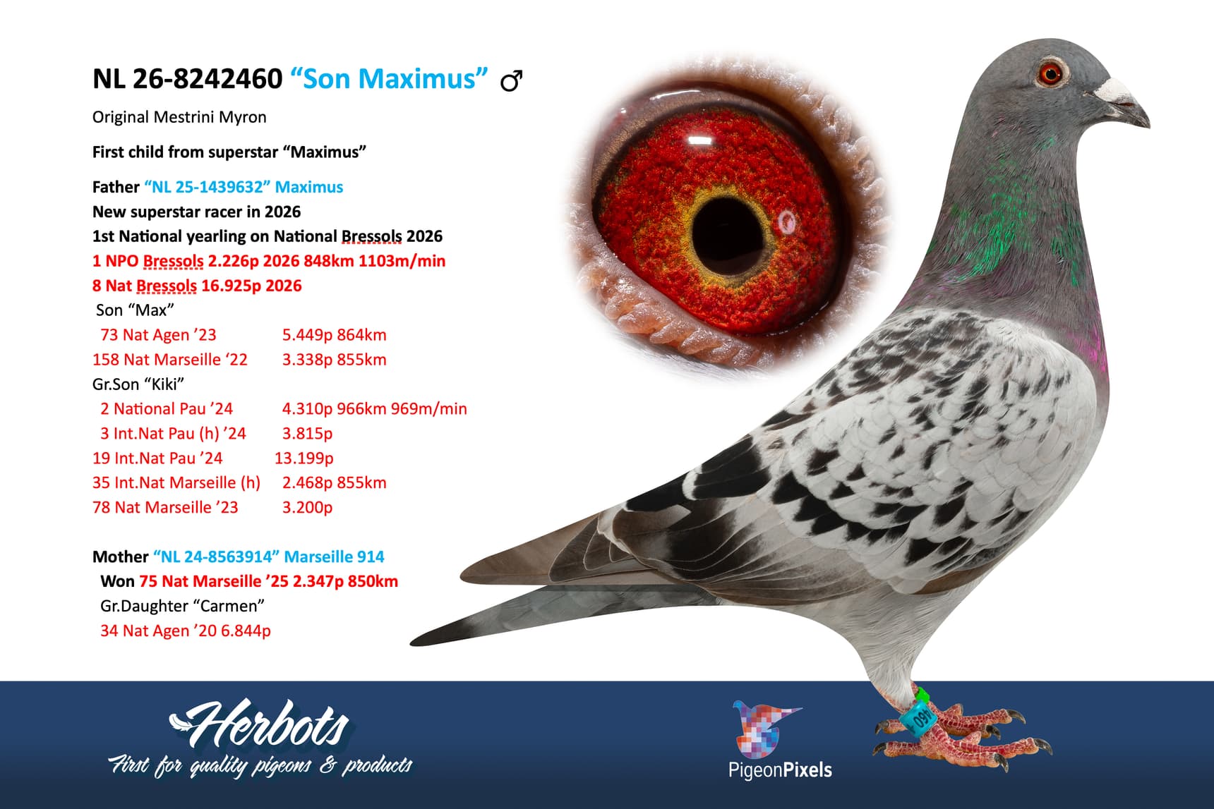 pigeon: undefined