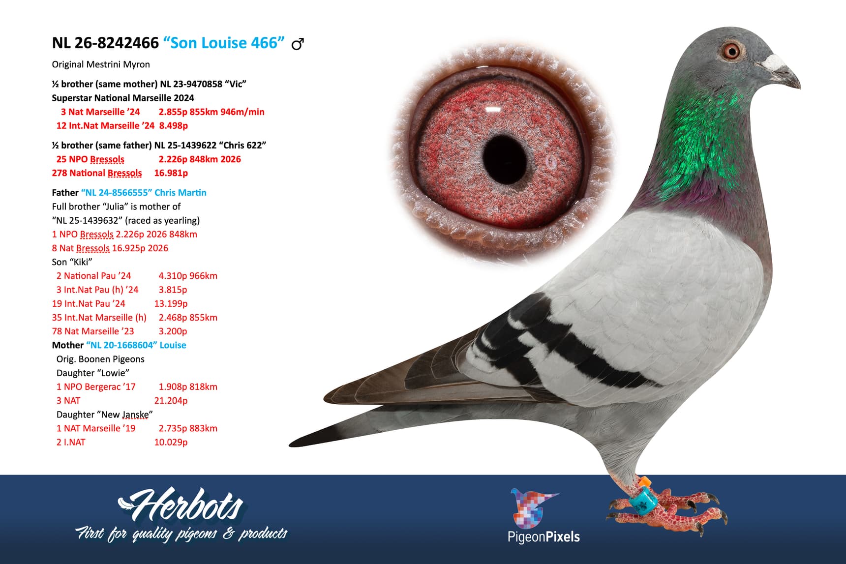 pigeon: undefined