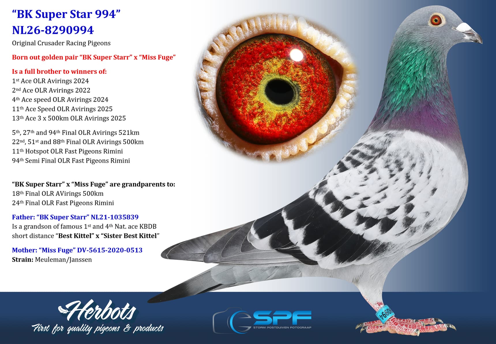 pigeon: undefined