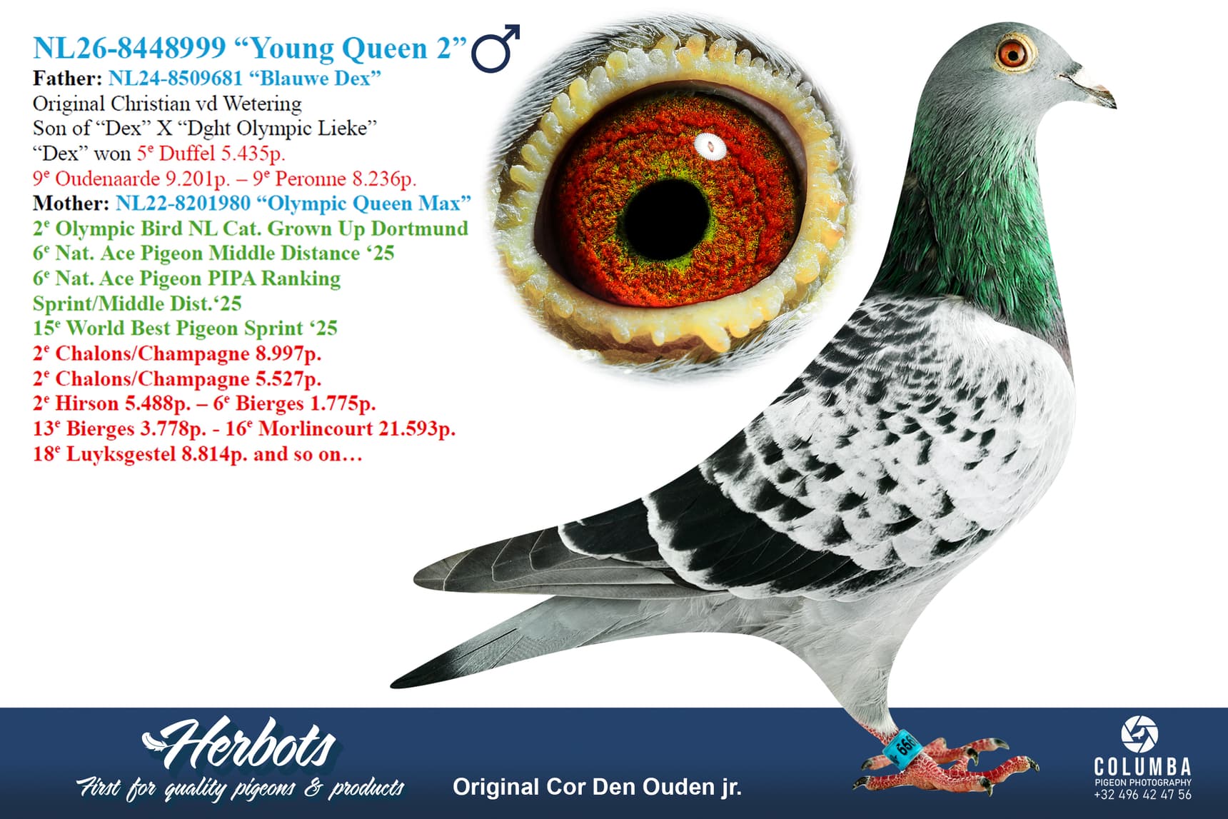pigeon: undefined