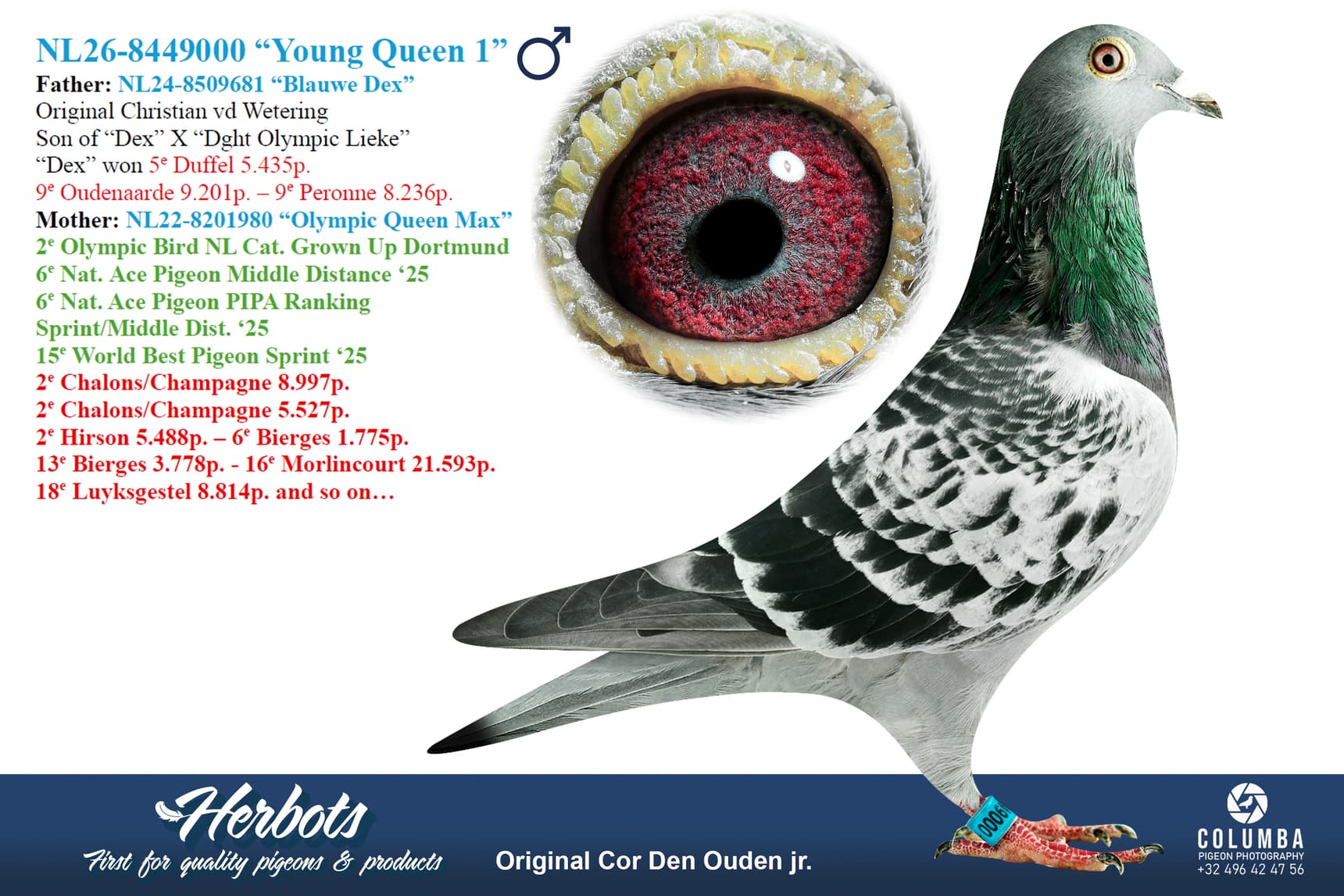 pigeon: undefined