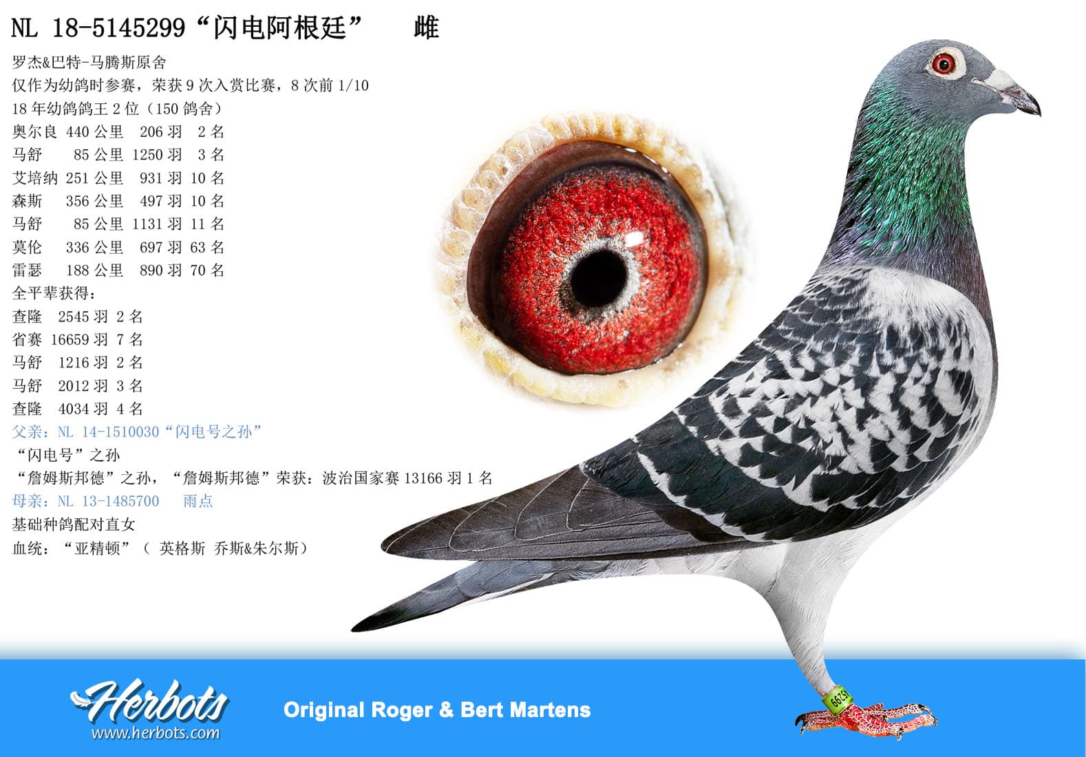 pigeon: undefined
