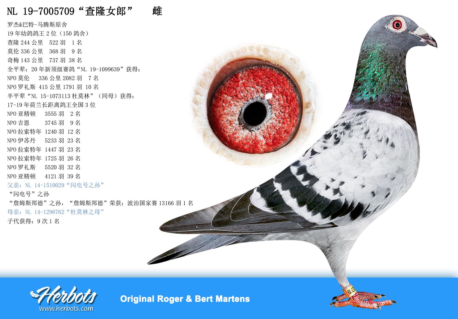 pigeon: “查隆女郎”