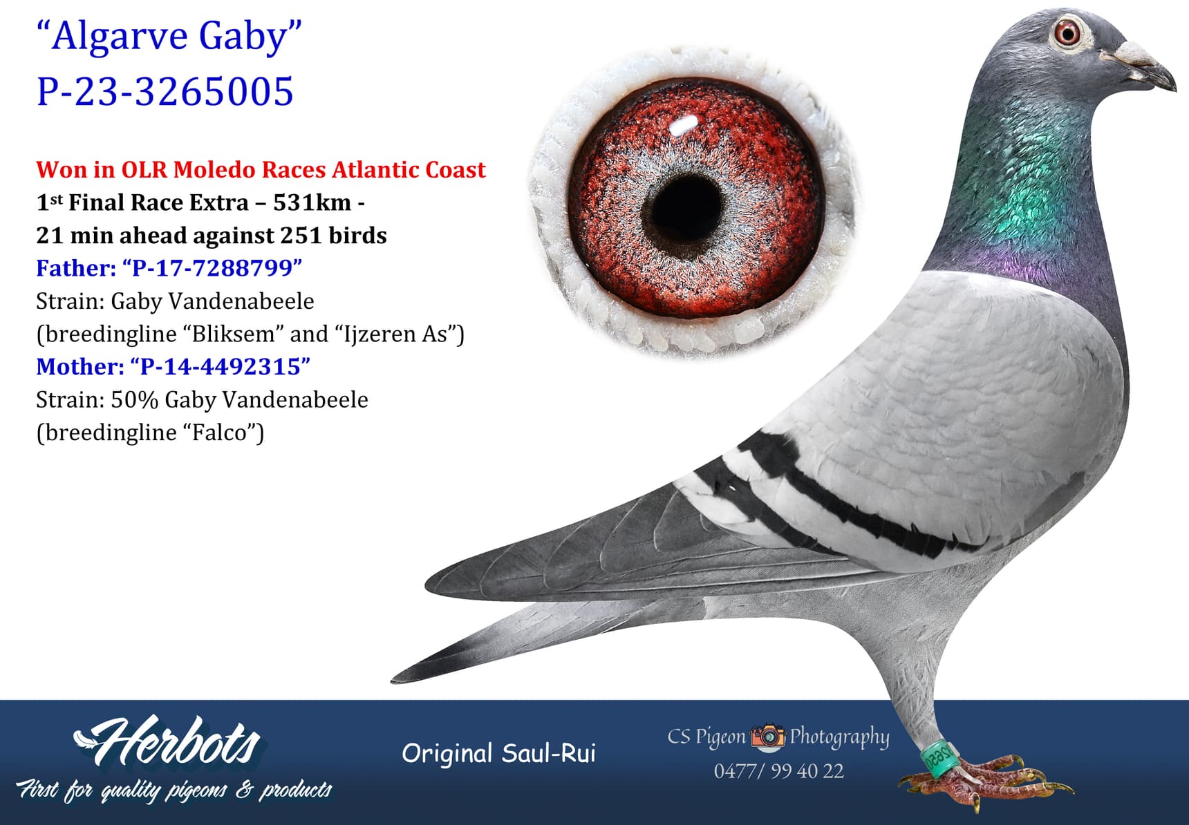 pigeon: undefined