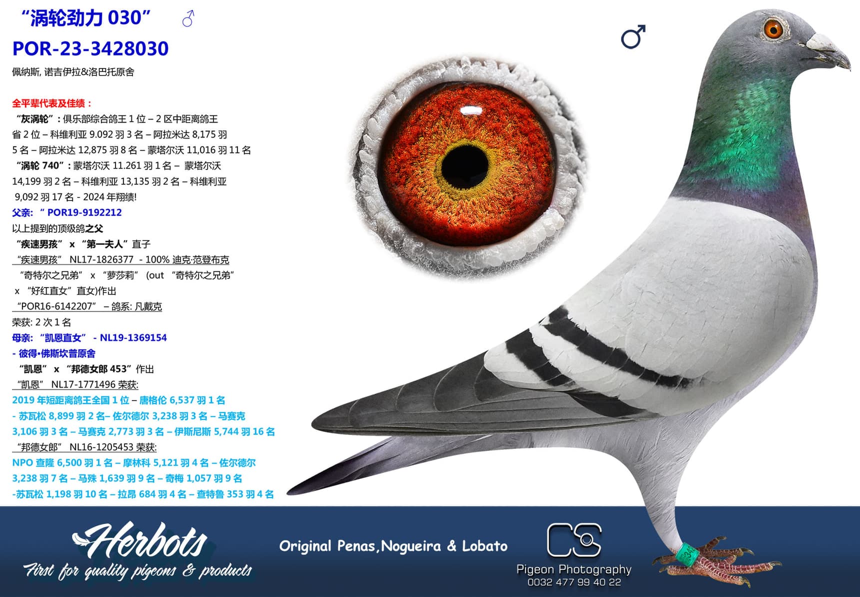 pigeon: undefined