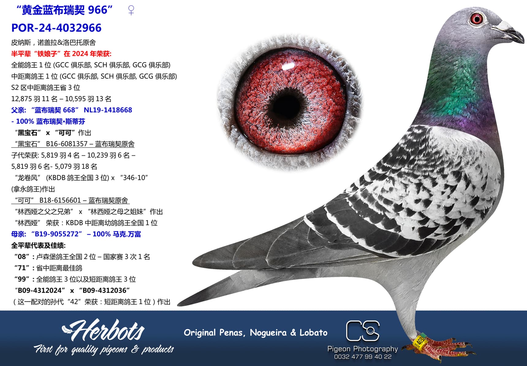 pigeon: “黄金蓝布瑞契 966”