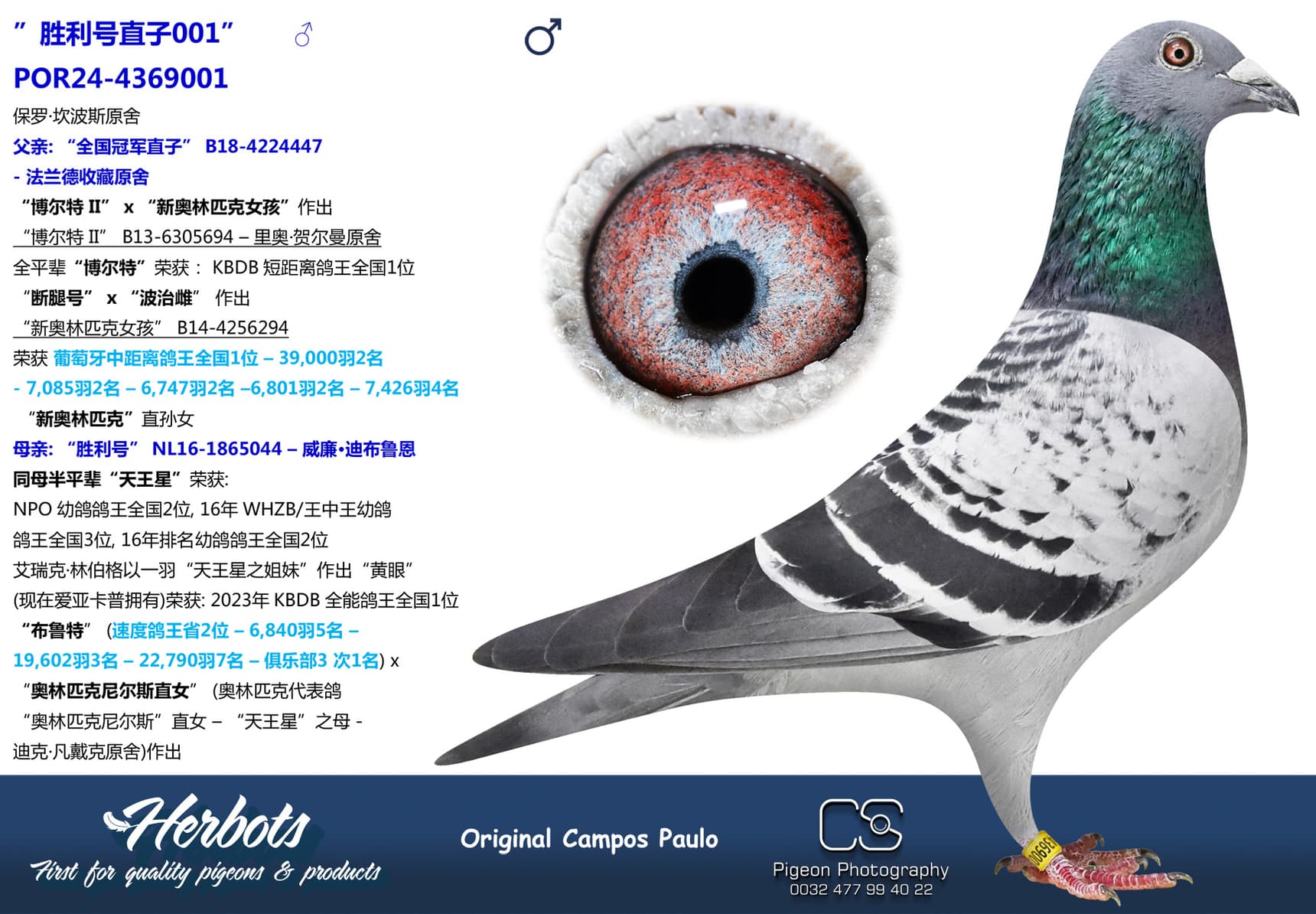 pigeon: undefined