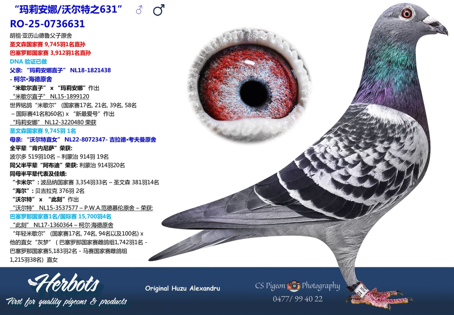 pigeon: undefined