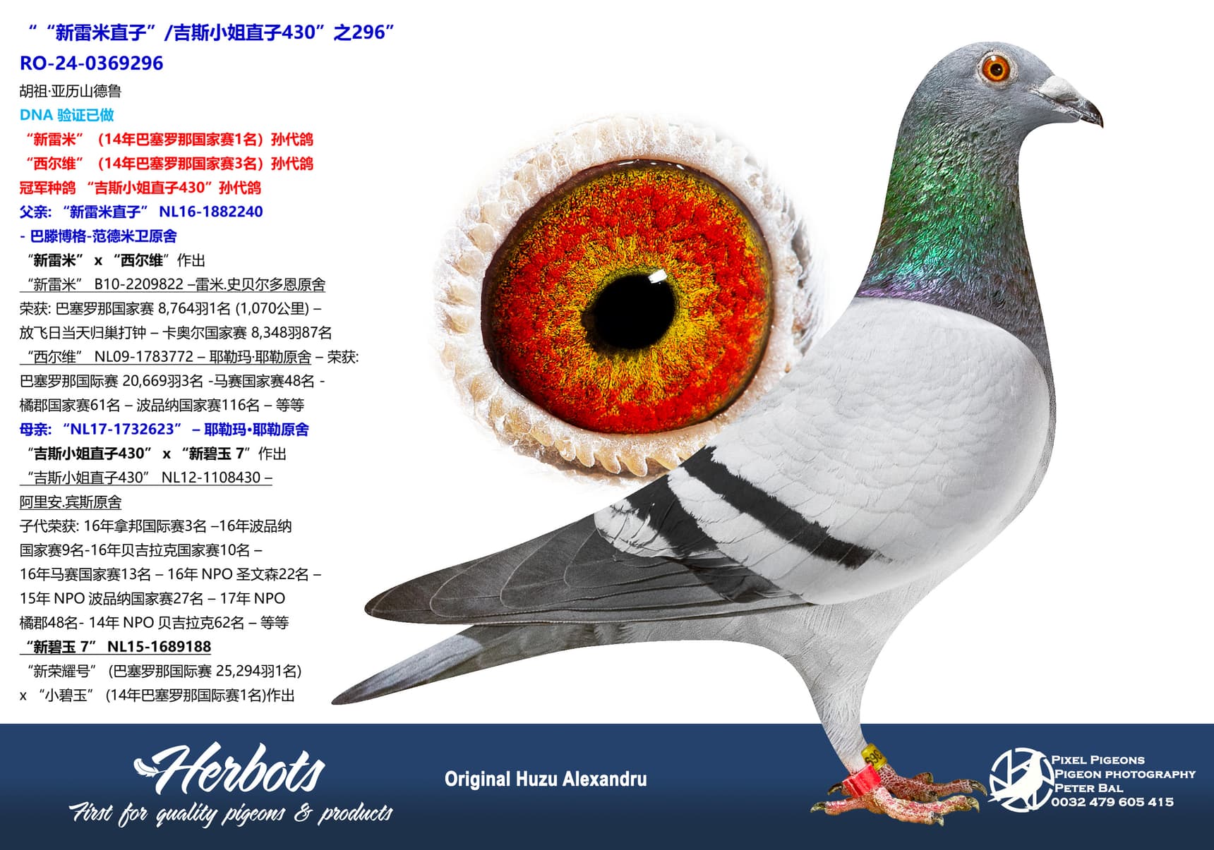 pigeon: ““新雷米直子”/吉斯小姐直子430”之296”