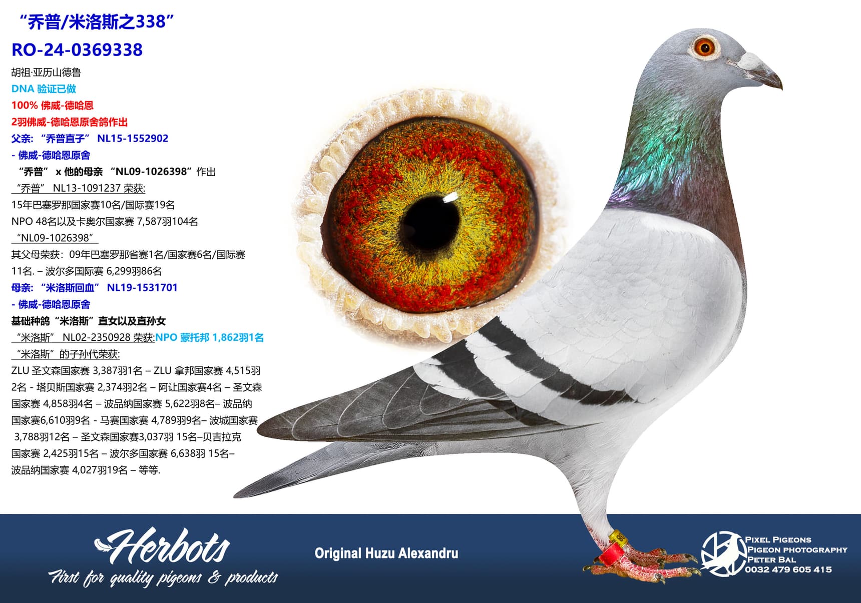 pigeon: “乔普/米洛斯之338”