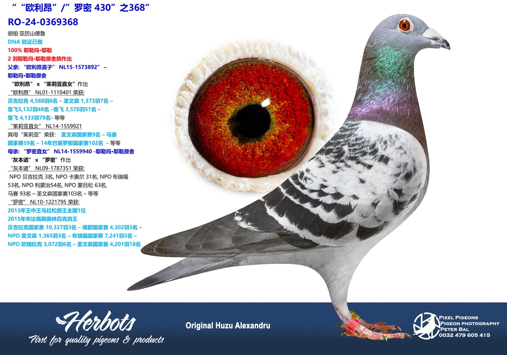 pigeon: ““欧利昂”/”罗密 430”之368”