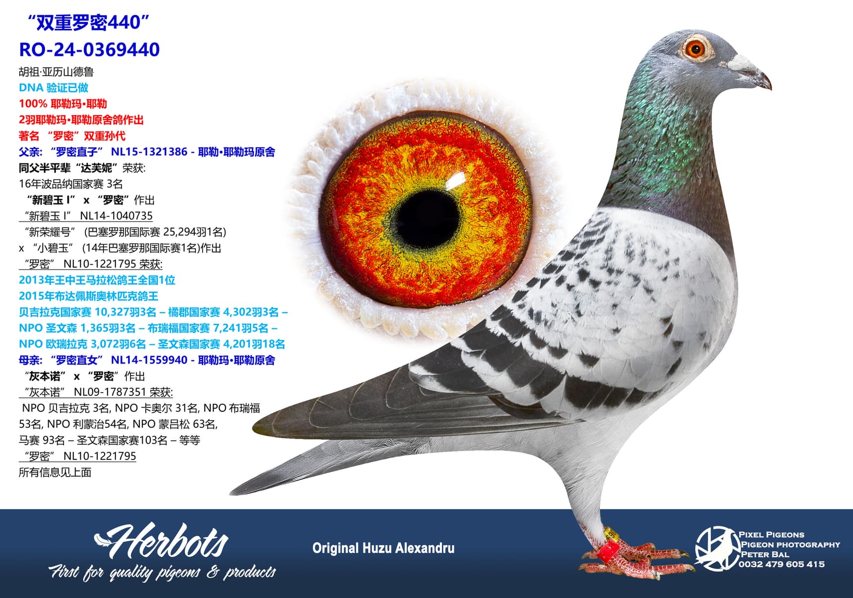 pigeon: “双重罗密440”