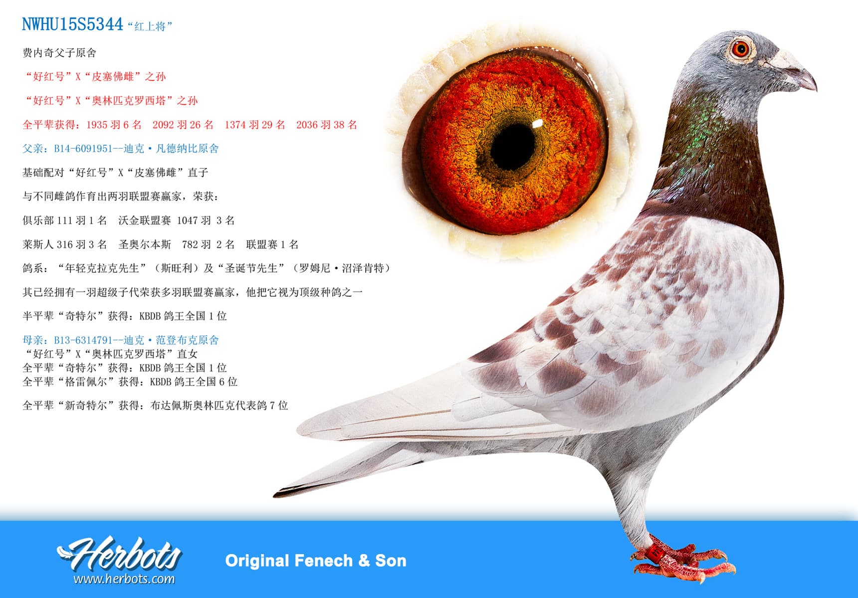 pigeon: “红上将”