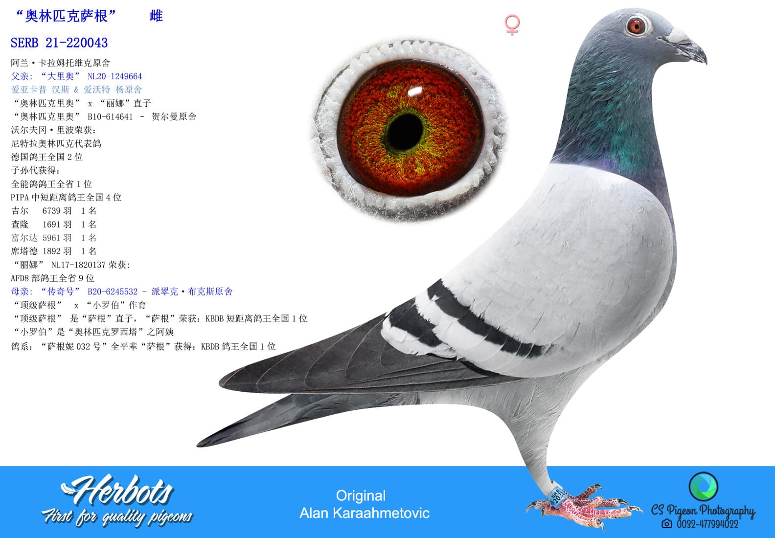 pigeon: undefined
