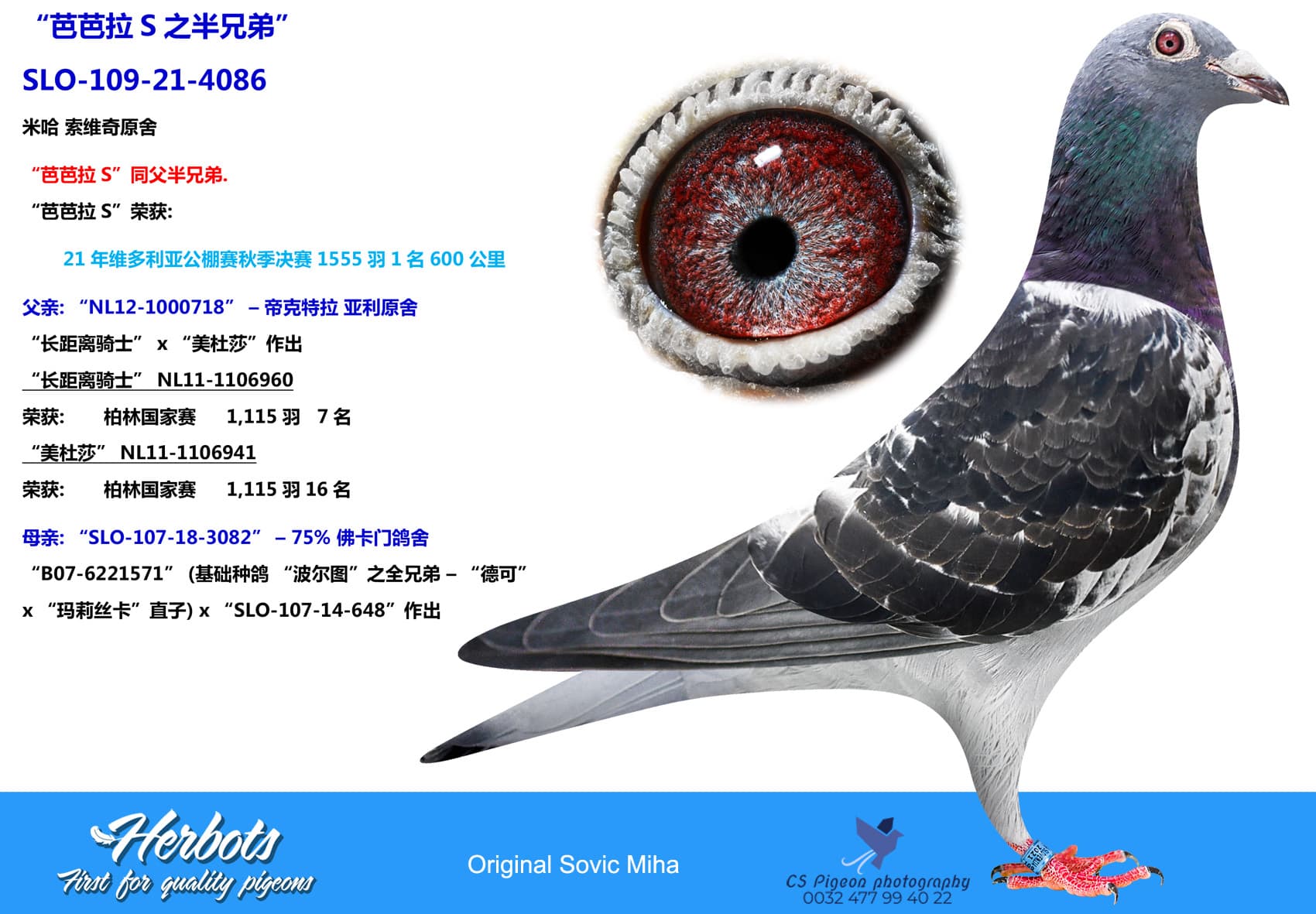 pigeon: “芭芭拉S之半兄弟”