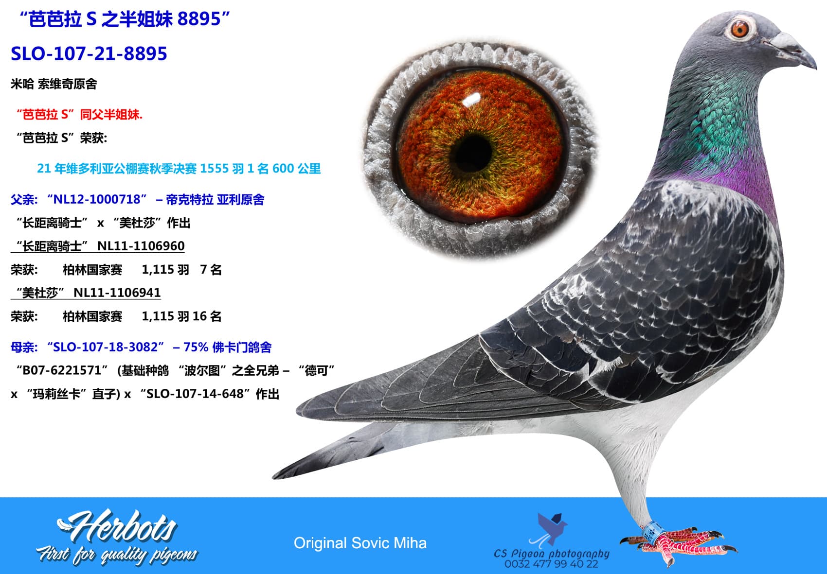 pigeon: “芭芭拉S之半姐妹8895”