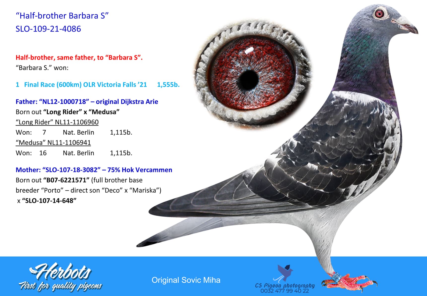 pigeon: “Half-brother Barbara S”