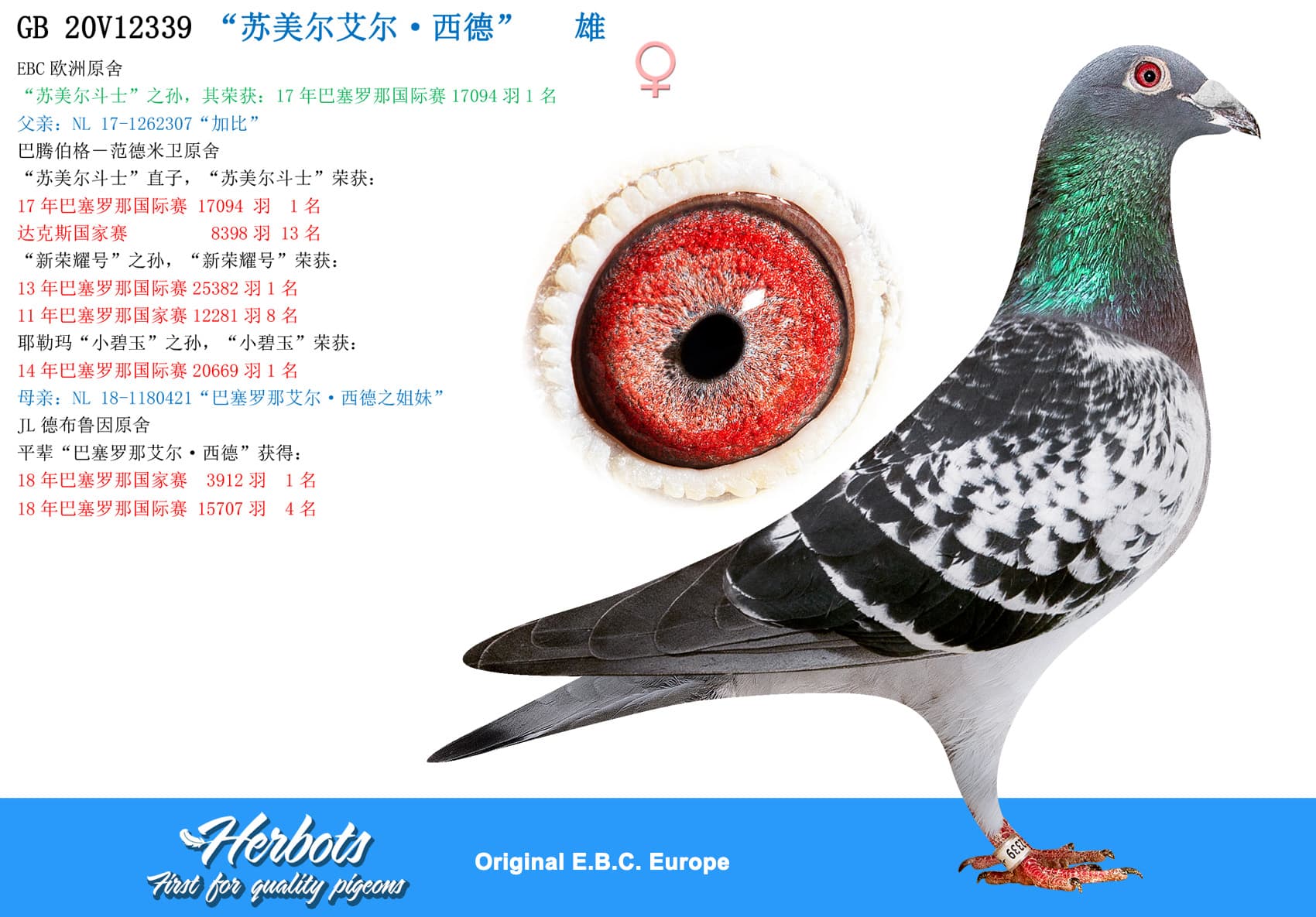 pigeon: undefined