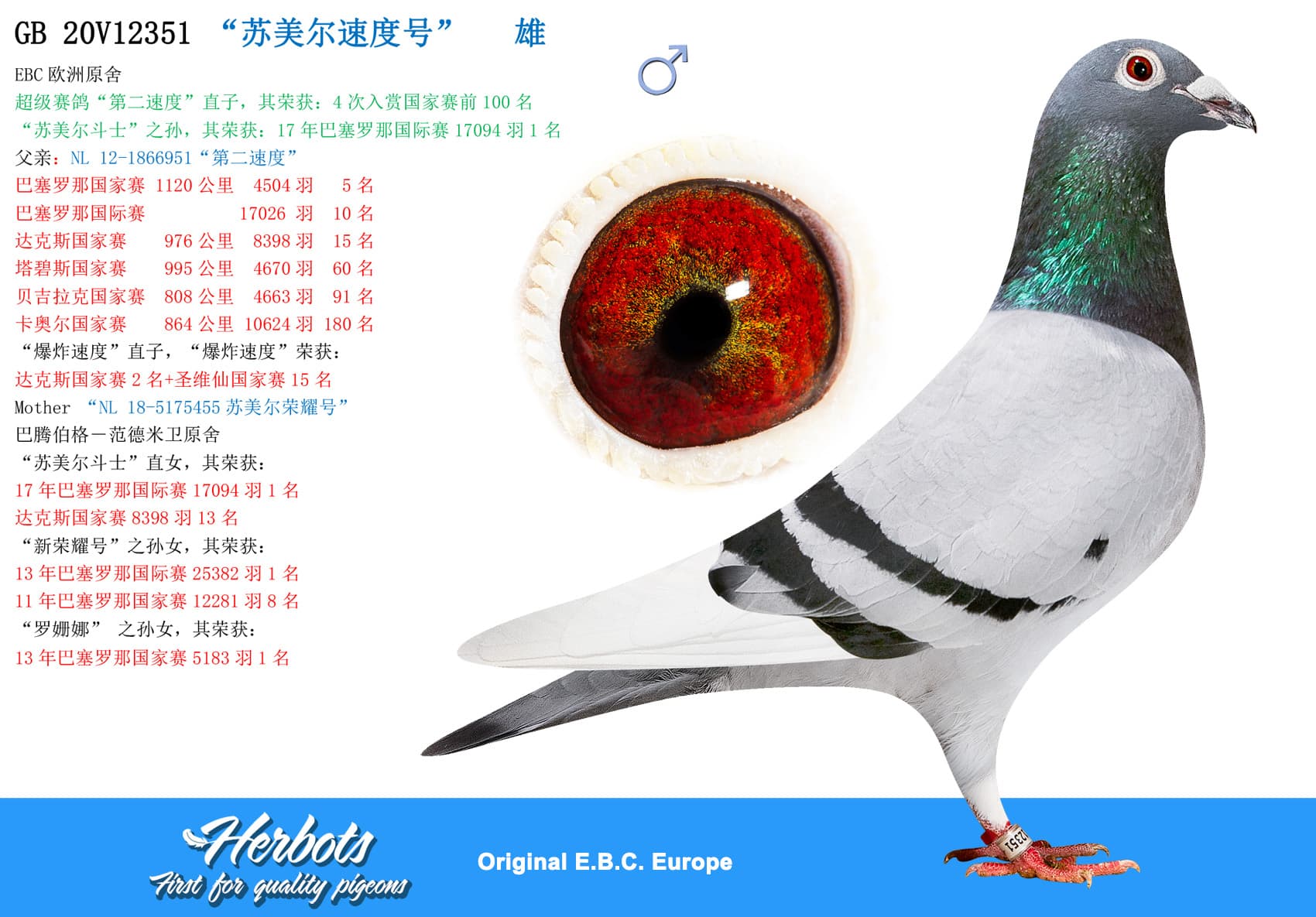 pigeon: undefined