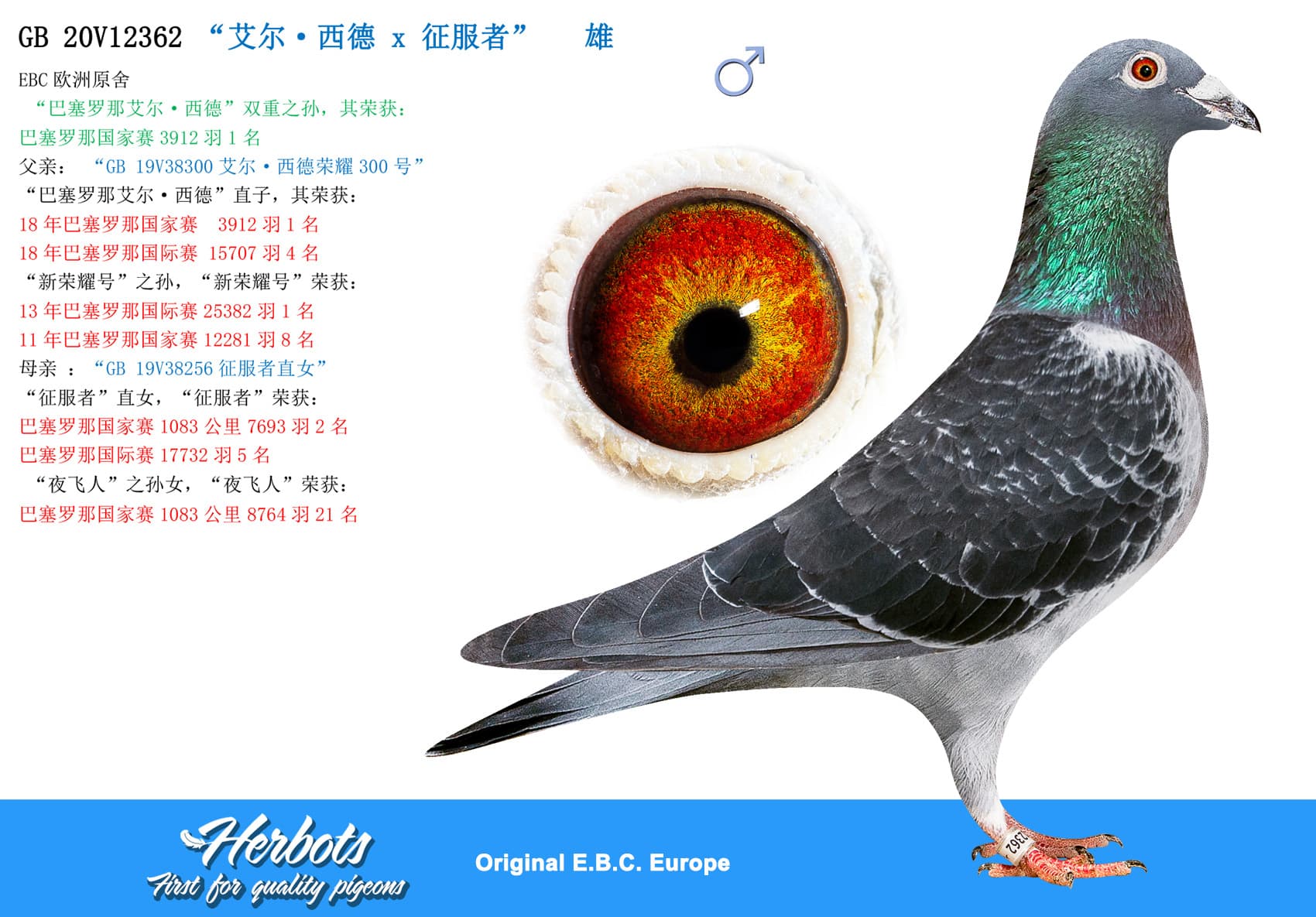 pigeon: undefined